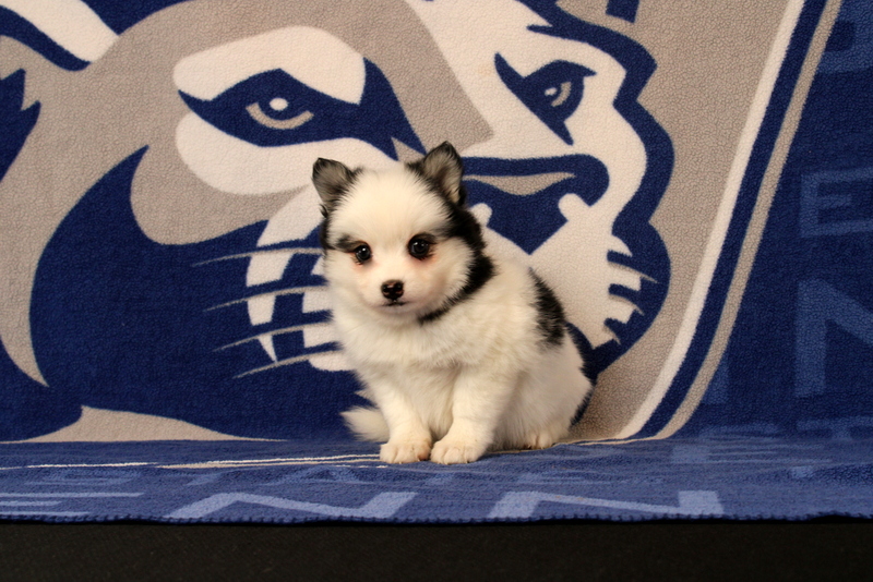 puppy, for, sale, Pomsky, Matthew B. Stoltzfus, dog, breeder, Gap, PA, dog-breeder, puppy-for-sale, forsale, nearby, find, puppyfind, locator, puppylocator, aca